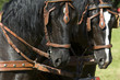 cart horses