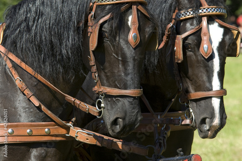Photo: cart horses cart horses