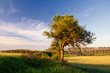 Photo: Fields of Poland Fields of Poland