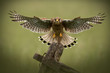 Female Common Kestrel in flight