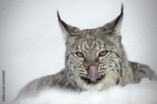 Foto: Eurasian Lynx Eurasian Lynx