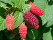 Tayberry