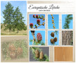Europäische Lärche Collage Larix decidua