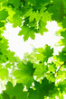 Fresh Grenn Maple Leaves.