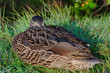 Duck Sleeping
