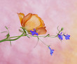 Delicate floral background (Rannunculus and lobelia flowers)