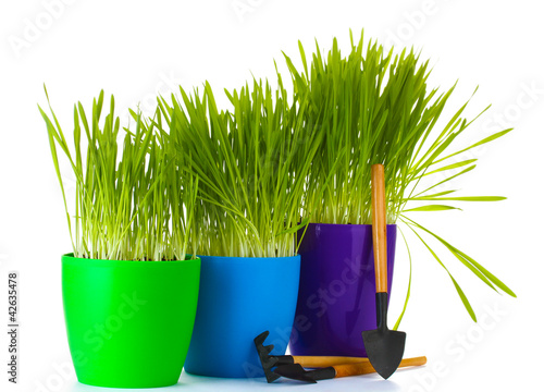 Foto: beautiful grass in a flowerpots and garden tools isolated beautiful grass in a flowerpots and garden tools isolated