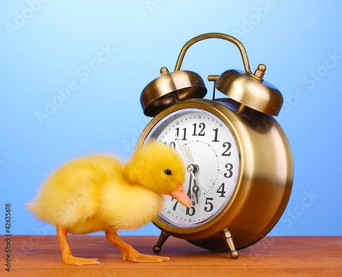 Photo: Duckling and alarm clock on wooden table on blue background Duckling and alarm clock on wooden table on blue background