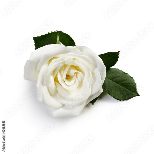 Photo: White Rose White Rose