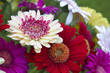 Gerberas