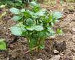 young bush potatoes on a bed