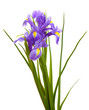 Beautiful bright irises isolated on white