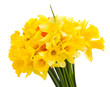 beautiful yellow daffodils isolated on white