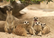 Portrait group of meerkat