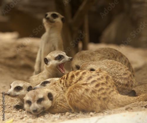 Foto: Portrait group of meerkat Portrait group of meerkat