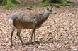 Sika Deer - New Forest