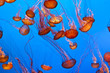 Photo: jelly fish in the blue ocean jelly fish in the blue ocean