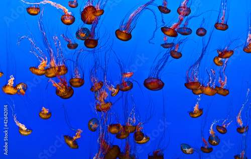 Photo: jelly fish in the blue ocean jelly fish in the blue ocean