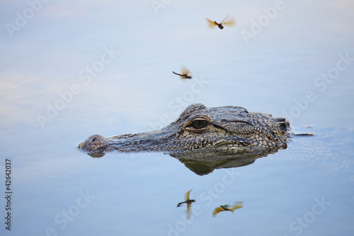 Photo: Wild Alligator on surface of a lake Wild Alligator on surface of a lake