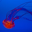 Photo: jelly fish in the blue ocean jelly fish in the blue ocean