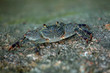 Small marine crab on a rock