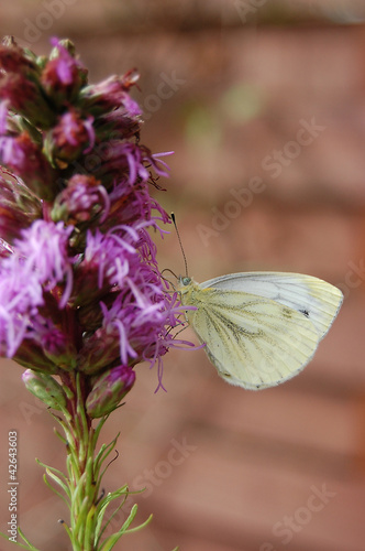 Foto: schmetterling schmetterling