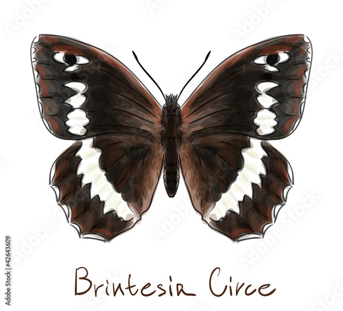 Vector: Butterfly Brintesia Circe. Watercolor imitation. Butterfly Brintesia Circe. Watercolor imitation.