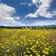 Wiese mit gelben Margeriten
