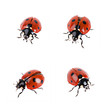 Ladybird in different poses on a white background