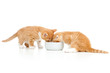 two Scottish kittens lap milk from bowl