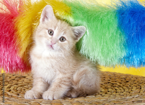 Foto: Katzenwäsche Katzenwäsche