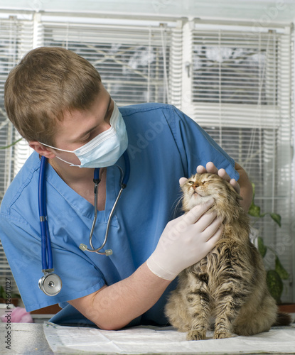 Photo: Wounded cat treated by veterinarian Wounded cat treated by veterinarian