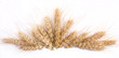 Wheat ears isolated on white