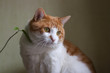 Foto: кот кот
