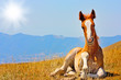 Red horses taken in the mountains in Italy