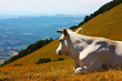 Cows grazing in the Italian Apennines taken in summer
