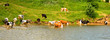 Cows