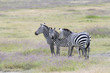 Zebras im Ngorongorokrater