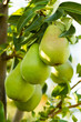 Closeup of a pears