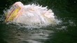 Video: Pelican in a lake Pelican in a lake