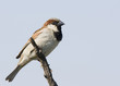 House Sparrow against a blue sky