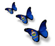 Three Kansas flag butterflies, isolated on white