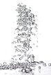 Bubbles in water