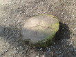 Tree stump in the sunlight
