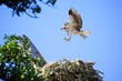 Osprey on the Nest