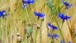 Kornblumen und Gerste