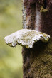 Fungi on tree