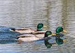 Photo: Drakes Drakes