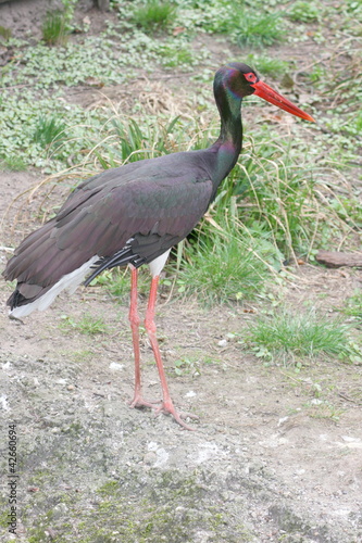 Foto: Black stork (Ciconia nigra) walks around on a green meadow Black stork (Ciconia nigra) walks around on a green meadow