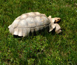 Tortoise